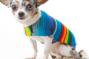DOG CLOTHING ARTIGAS