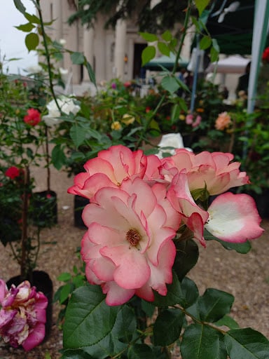 Vivero Quebracho