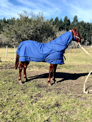 MS Indumentaria Para Equinos