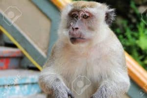 Monkey Style