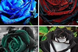 Rosas Negras