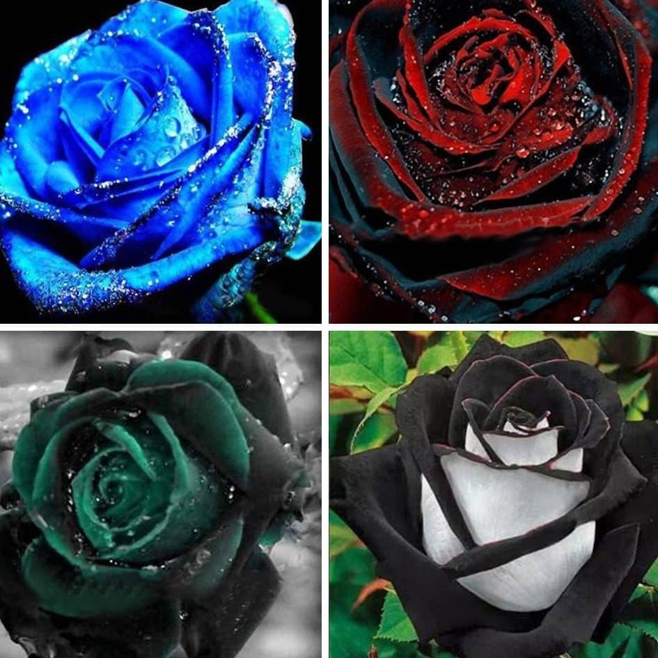 rosas negras