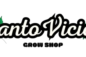 Santo Vicio